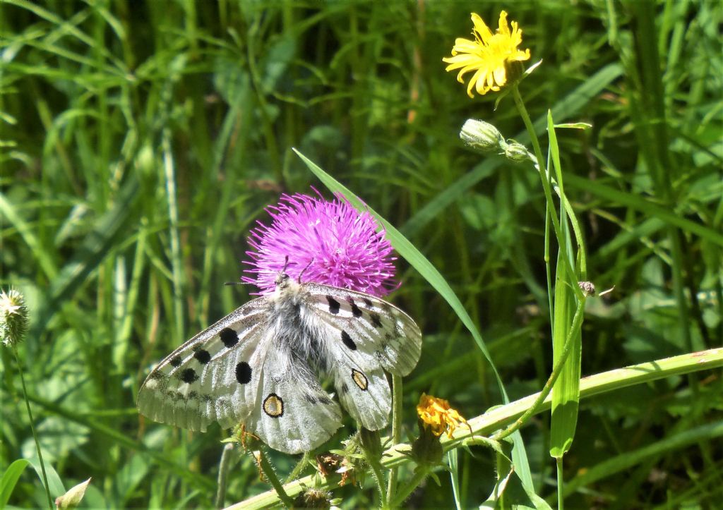 Parnassius apollo o phoebus ?  Parnassius apollo